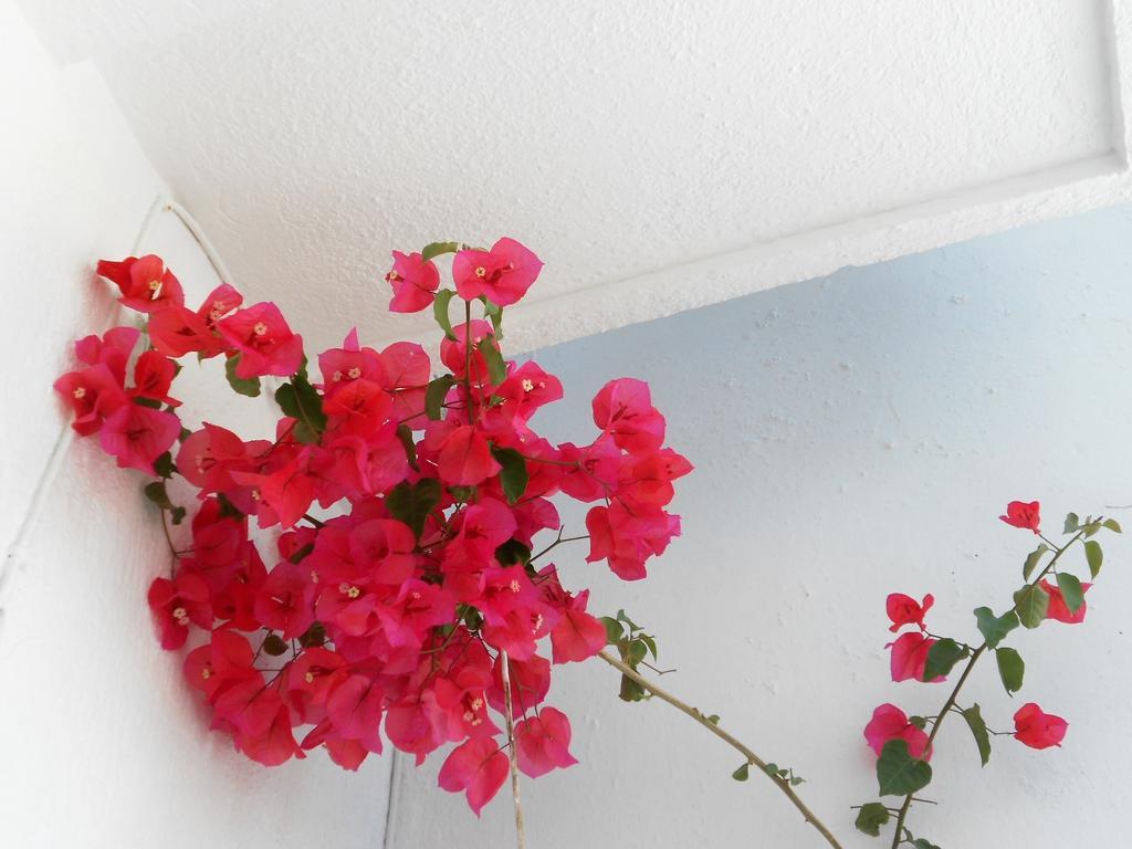 Aggela Guesthouse สโกเปลอสทาวน์ ภายนอก รูปภาพ